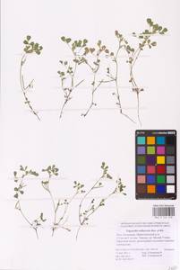 Medicago orthoceras (Kar. & Kir.) Trautv., Eastern Europe, Lower Volga region (E9) (Russia)