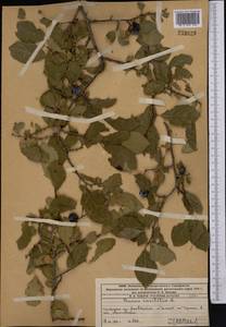 Prunus domestica L., Middle Asia, Western Tian Shan & Karatau (M3) (Kazakhstan)