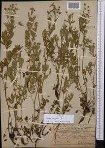 Sibbaldianthe bifurca subsp. orientalis (Juz.) Kurtto & T. Erikss., Middle Asia, Western Tian Shan & Karatau (M3) (Kazakhstan)