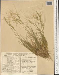 Stipa tianschanica Roshev., South Asia, South Asia (Asia outside ex-Soviet states and Mongolia) (ASIA) (China)