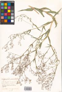 Gypsophila paniculata L., Eastern Europe, Moscow region (E4a) (Russia)