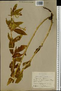 Saponaria officinalis L., Eastern Europe, Rostov Oblast (E12a) (Russia)