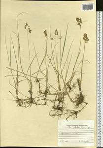 Anthoxanthum glabrum (Trin.) Veldkamp, Siberia, Baikal & Transbaikal region (S4) (Russia)