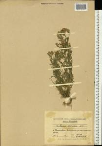 Centaurea arenaria M. Bieb. ex Willd., Eastern Europe, Moldova (E13a) (Moldova)