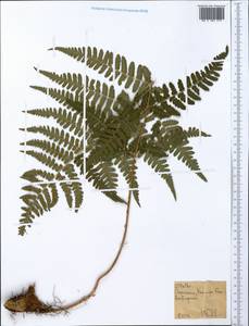 Polypodiopsida, Africa (AFR) (Ethiopia)