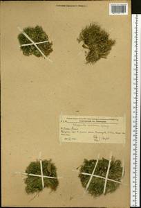 Pulviniella tamariscina (P. Beauv.) Li Bing Zhang & X. M. Zhou, Siberia, Russian Far East (S6) (Russia)