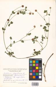Trifolium fragiferum L., Eastern Europe, Moscow region (E4a) (Russia)