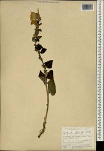Campanula alliariifolia Willd., South Asia, South Asia (Asia outside ex-Soviet states and Mongolia) (ASIA) (Turkey)