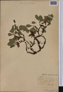 Arctostaphylos rubra (Rehder & E. H. Wilson) Fernald, Siberia, Yakutia (S5) (Russia)