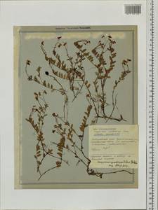 Vaccinium oxycoccos L., Siberia, Russian Far East (S6) (Russia)