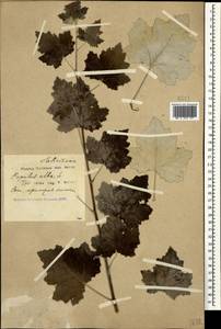 Populus alba L., Caucasus, Black Sea Shore (from Novorossiysk to Adler) (K3) (Russia)