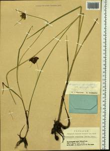 Bolboschoenus planiculmis (F.Schmidt) T.V.Egorova, Siberia, Altai & Sayany Mountains (S2) (Russia)