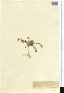 Eutrema altaicum (C. A. Mey.) Al-Shehbaz & Warwick, Middle Asia, Northern & Central Tian Shan (M4) (Kazakhstan)