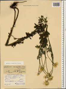 Cota melanoloma subsp. melanoloma, Caucasus, North Ossetia, Ingushetia & Chechnya (K1c) (Russia)