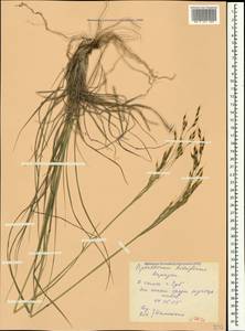 Piptatherum holciforme (M.Bieb.) Roem. & Schult., Crimea (KRYM) (Russia)