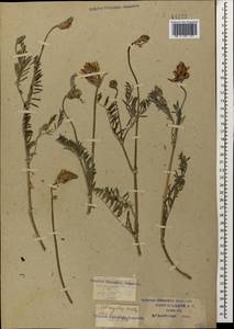 Astragalus onobrychis L., Caucasus, Krasnodar Krai & Adygea (K1a) (Russia)