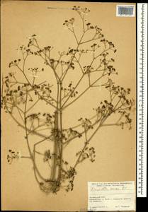 Pimpinella aurea DC., Caucasus, Armenia (K5) (Armenia)