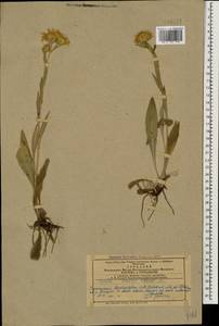 Pentanema oculus-christi (L.) D. Gut. Larr., Santos-Vicente, Anderb., E. Rico & M. M. Mart. Ort., Caucasus, Azerbaijan (K6) (Azerbaijan)