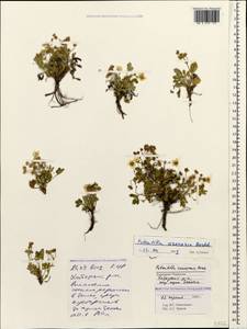 Potentilla cinerea subsp. incana (G. Gaertn., B. Mey. & Scherb.) Asch., Caucasus, Stavropol Krai, Karachay-Cherkessia & Kabardino-Balkaria (K1b) (Russia)