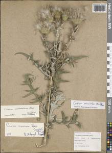 Lophiolepis serrulata (M. Bieb.) Del Guacchio, Bures, Iamonico & P. Caputo, Eastern Europe, Lower Volga region (E9) (Russia)