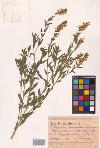 Genista tinctoria L., Eastern Europe, Middle Volga region (E8) (Russia)