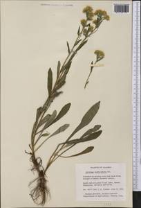 Solidago multiradiata Aiton, America (AMER) (United States)