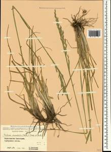 Festuca orientalis (Boiss.) B.Fedtsch., Crimea (KRYM) (Russia)