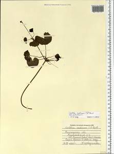 Caltha palustris var. radicans (T.F.Forst.) Beck, Eastern Europe, Northern region (E1) (Russia)