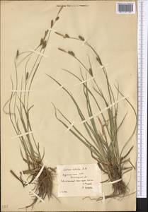 Carex diluta M.Bieb., Middle Asia, Karakum (M6) (Turkmenistan)