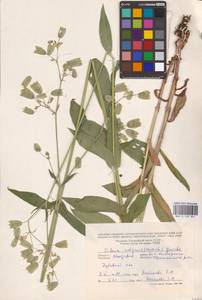 Silene vulgaris (Moench) Garcke, Eastern Europe, Moldova (E13a) (Moldova)