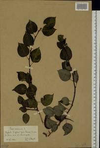 Pyrus communis L., Eastern Europe, Lower Volga region (E9) (Russia)