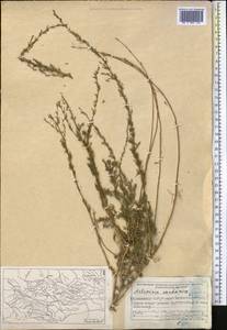 Artemisia vachanica Krasch. ex Poljakov, Middle Asia, Pamir & Pamiro-Alai (M2) (Tajikistan)