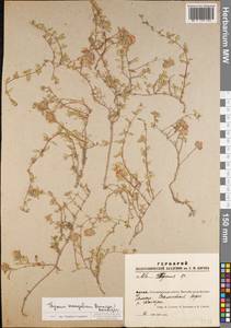 Thymus mongolicus (Ronniger) Ronniger, Siberia, Altai & Sayany Mountains (S2) (Russia)