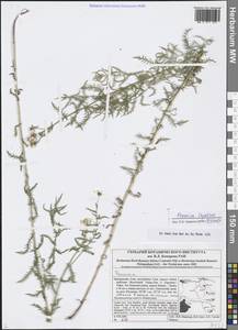 Achillea impatiens L., Siberia, Altai & Sayany Mountains (S2) (Russia)