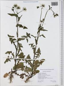 Sonchus oleraceus L., Western Europe (EUR) (Germany)