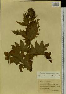 Cirsium kamtschaticum Ledeb. ex DC., Siberia, Chukotka & Kamchatka (S7) (Russia)
