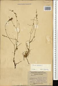 Rumex scutatus, Caucasus, Azerbaijan (K6) (Azerbaijan)