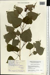 Populus deltoides, Eastern Europe, Belarus (E3a) (Belarus)