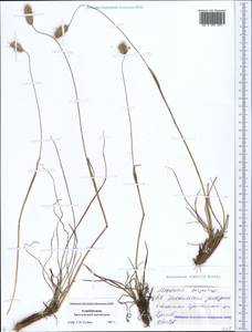 Alopecurus textilis Boiss., Caucasus, Azerbaijan (K6) (Azerbaijan)