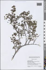 Spiraea crenata L., Eastern Europe, Central forest-and-steppe region (E6) (Russia)