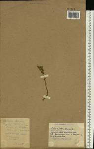 Clinopodium acinos (L.) Kuntze, Eastern Europe, South Ukrainian region (E12) (Ukraine)