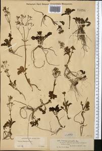 Valeriana martjanovii Krylov, Middle Asia, Dzungarian Alatau & Tarbagatai (M5) (Kazakhstan)