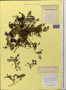 Astragalus oreades C. A. Meyer, Caucasus, Stavropol Krai, Karachay-Cherkessia & Kabardino-Balkaria (K1b) (Russia)