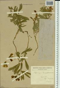 Thermopsis lanceolata R.Br., Siberia, Baikal & Transbaikal region (S4) (Russia)