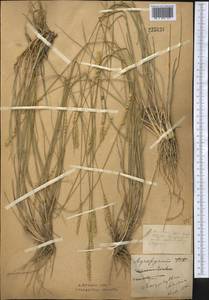 Agropyron desertorum (Fisch. ex Link) Schult., Middle Asia, Northern & Central Kazakhstan (M10) (Kazakhstan)