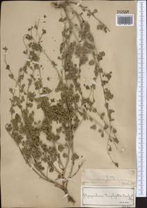 Glycyrrhiza triphylla Fisch. & C.A.Mey., Middle Asia, Muyunkumy, Balkhash & Betpak-Dala (M9) (Kazakhstan)