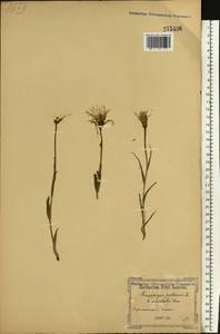 Tragopogon pratensis L., Eastern Europe, South Ukrainian region (E12) (Ukraine)