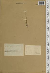 Draba nemorosa L., Siberia, Altai & Sayany Mountains (S2) (Russia)