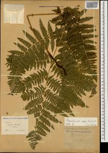 Pteridium aquilinum (L.) Kuhn, Caucasus, Krasnodar Krai & Adygea (K1a) (Russia)