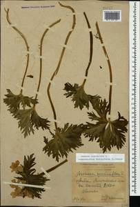Anemonastrum narcissiflorum subsp. fasciculatum (L.) Raus, Caucasus, Krasnodar Krai & Adygea (K1a) (Russia)